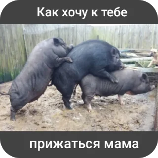 Sticker Свинская исповедь(Паблик) - 0