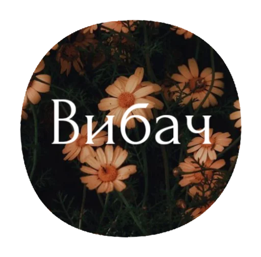 petal petal flower