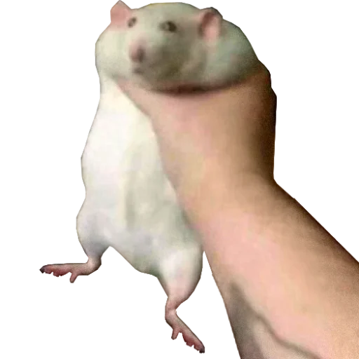 Take this rat! Take this rat! -