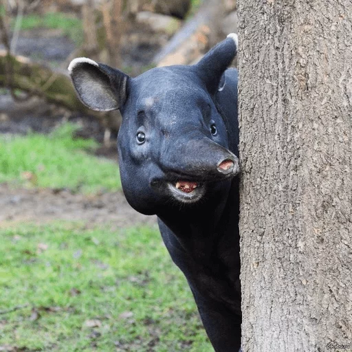 Tapir Tapir -