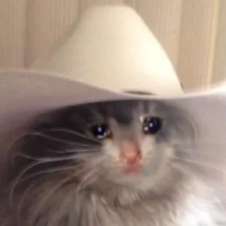 The crying cats The crying cats - animal