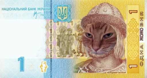 text text cat animal