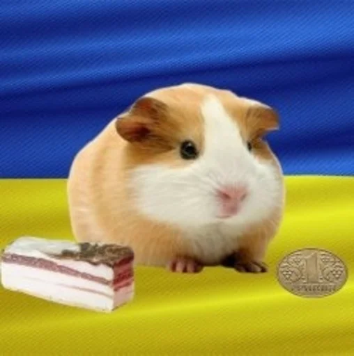 animal animal mammal rodent