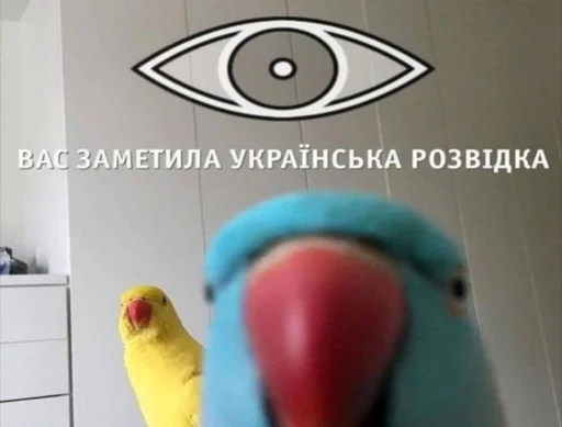 parrot parrot indoor cartoon