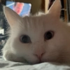 Кот Красавчик Кот Красавчик -