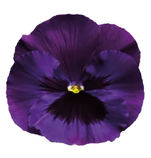 Sticker The Violet Flower - 0