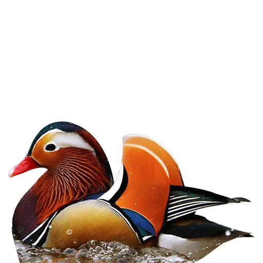 Sticker Three hundred ducks - 0