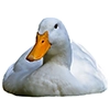 Three hundred ducks Three hundred ducks -