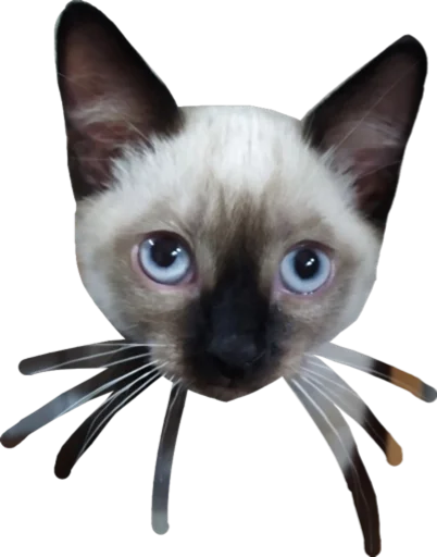 TiSemka TiSemka -