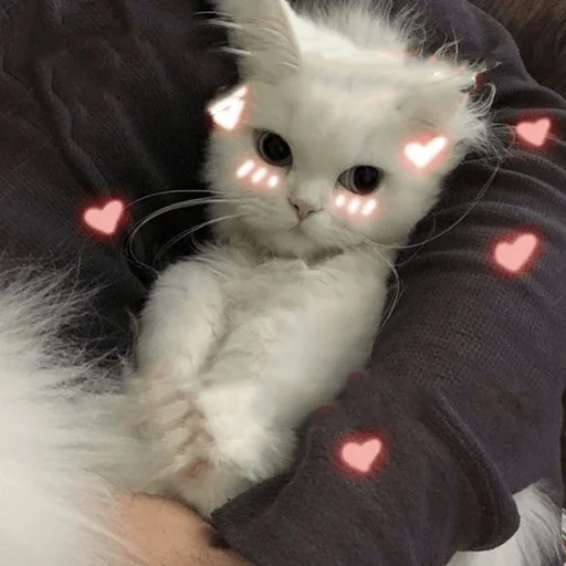 Мы Мы -