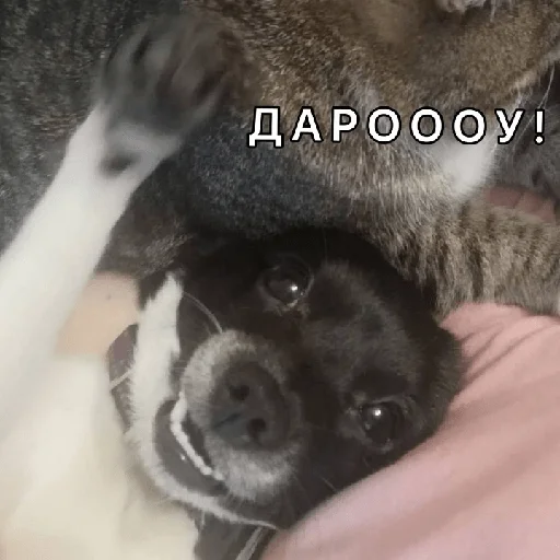 Timidi_Kopchik Timidi_Kopchik -