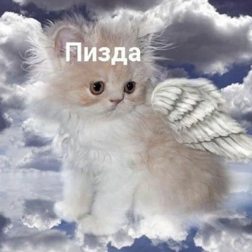 катюшкины катюшкины - text