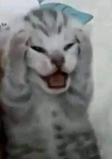 Котики Котики -