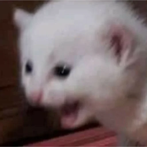 Мяу Мяу -