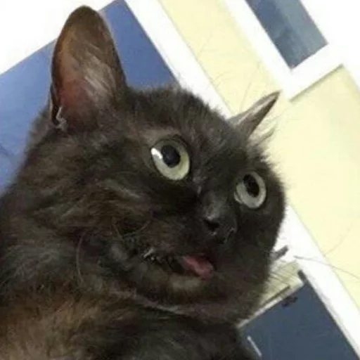 Cats Cats -