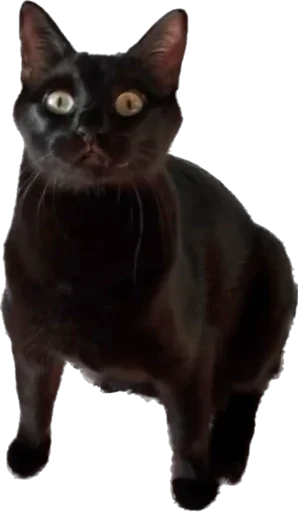 Valerian The Cat - 