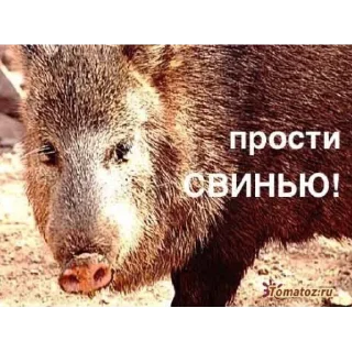 Sticker Вавилонская девственница - 7