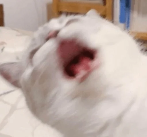 Vi Vi -