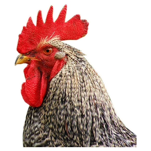 Чушня Чушня -