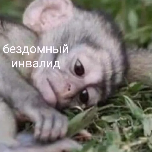 восемдесят дурашков восемдесят дурашков -