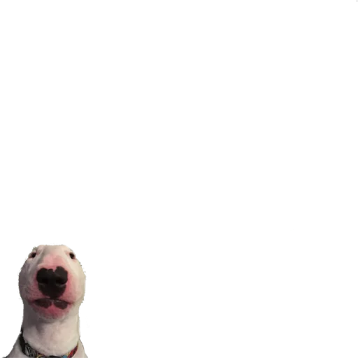 animal animal dog mammal