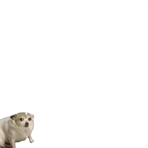 animal animal pet mammal