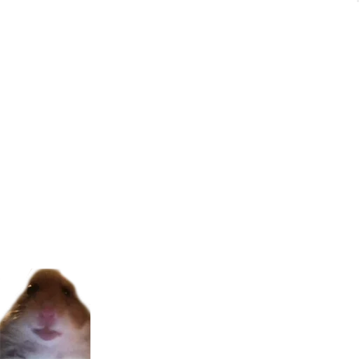 animal animal