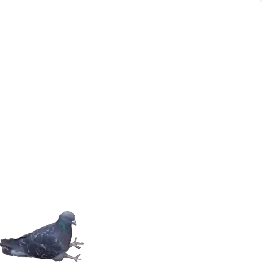 animal animal pigeon bird