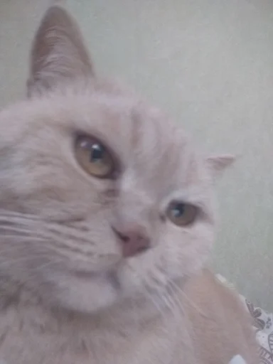 WakenScaffAnnoy :: @fStikBot WakenScaffAnnoy :: @fStikBot - животное