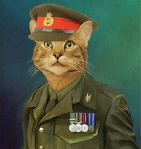War cat War cat -