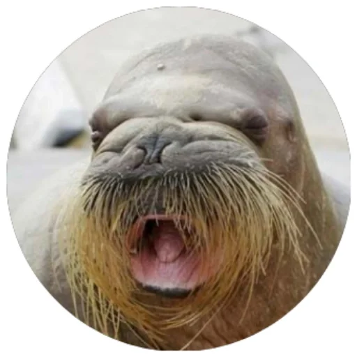 Моржи(@alp_stickers) Моржи(@alp_stickers) -
