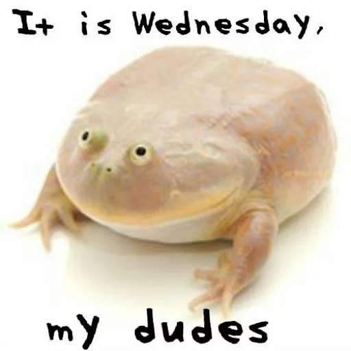 Wednesday My Dudes Wednesday My Dudes -