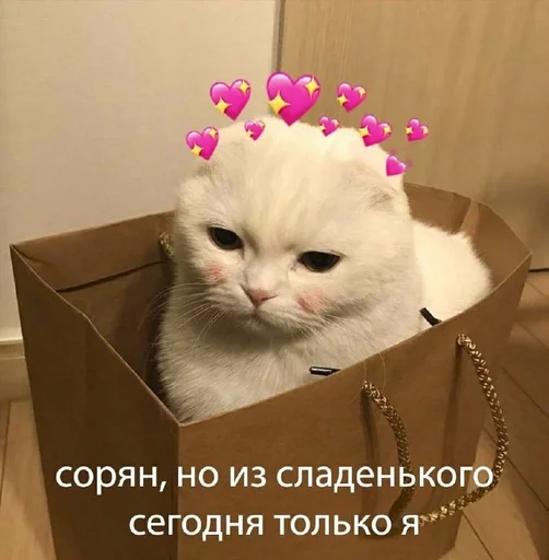 cat cat animal small to medium-sized cats