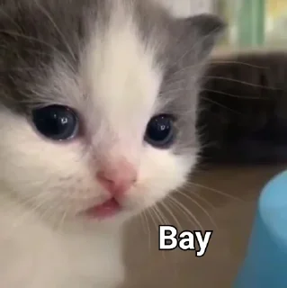 Зачем этот пак существует Зачем этот пак существует - mammal