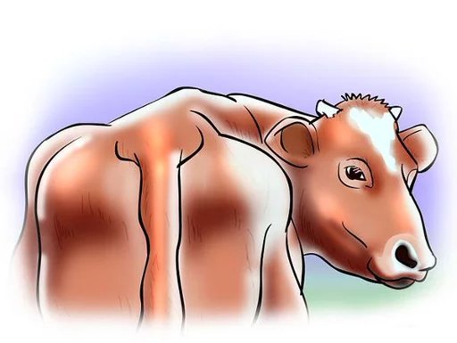 animal animal horse drawing