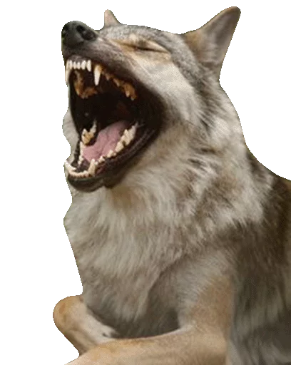 WolveStickerz WolveStickerz -