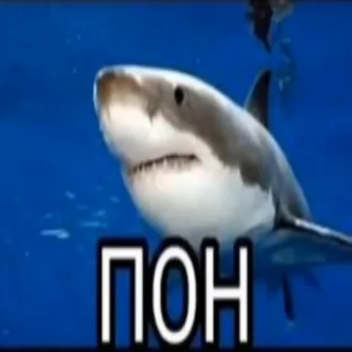 Пон Пон -