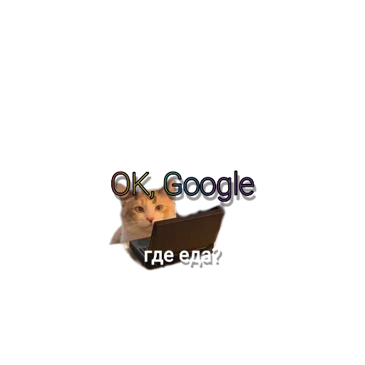 Кошке Кошке -