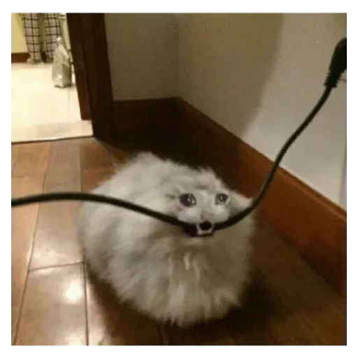 Жиза Жиза -