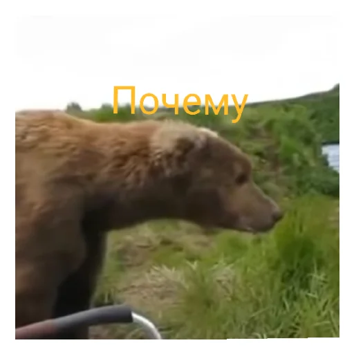 Жоские медведи Жоские медведи -