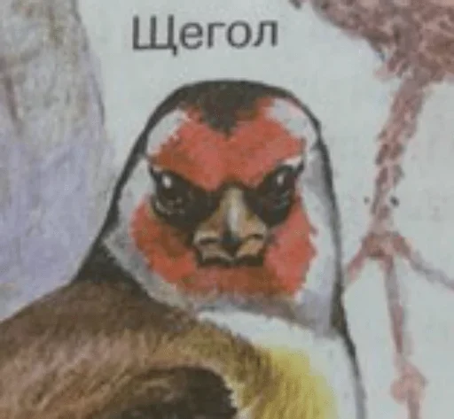 ЗАЕБЦА ЗАЕБЦА -