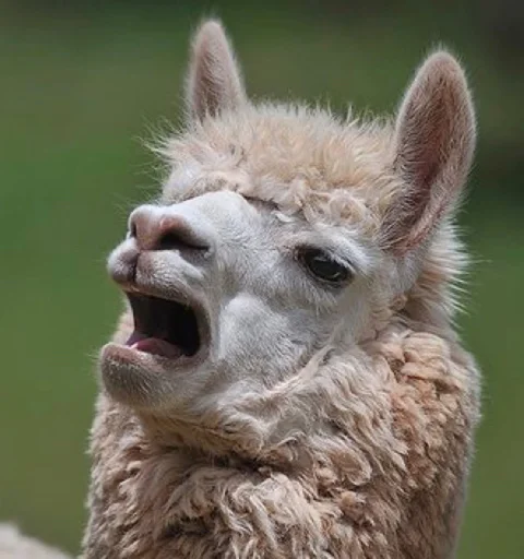 Ta za sho Ta za sho -