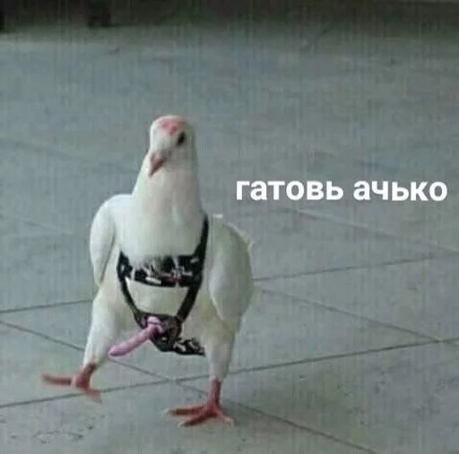 Zhepizdec Zhepizdec -