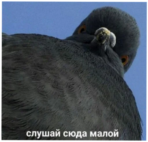 Жиза жизненная Жиза жизненная -