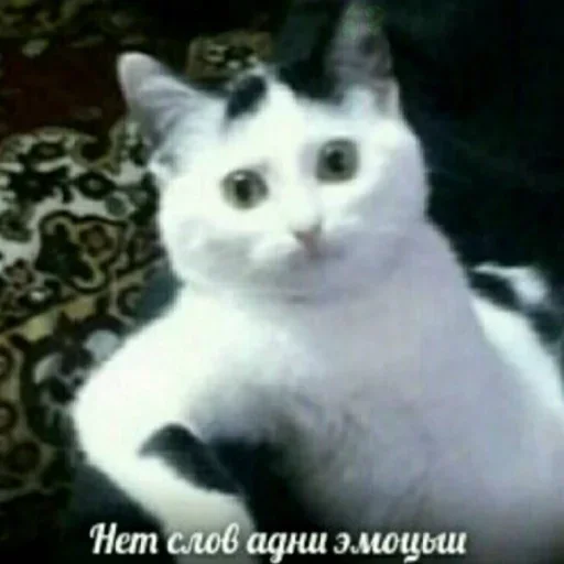 Смеялись всей семьёй by @fStikBot Смеялись всей семьёй by @fStikBot - СМС