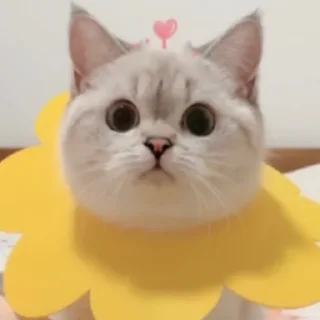 ?•Zuzu Nala Cat•? ?•Zuzu Nala Cat•? - small to medium-sized cats