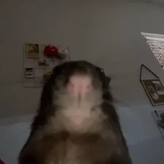 ебаный зоопарк ебаный зоопарк - animal
