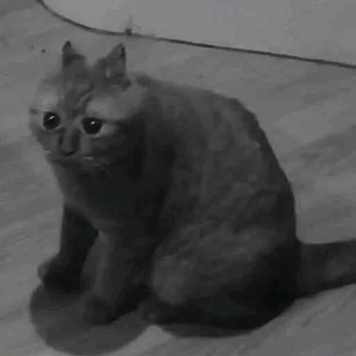 animal animal cat mammal