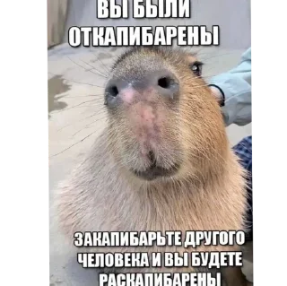 Sticker Капибары - 8
