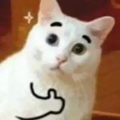 cat animal domestic cat